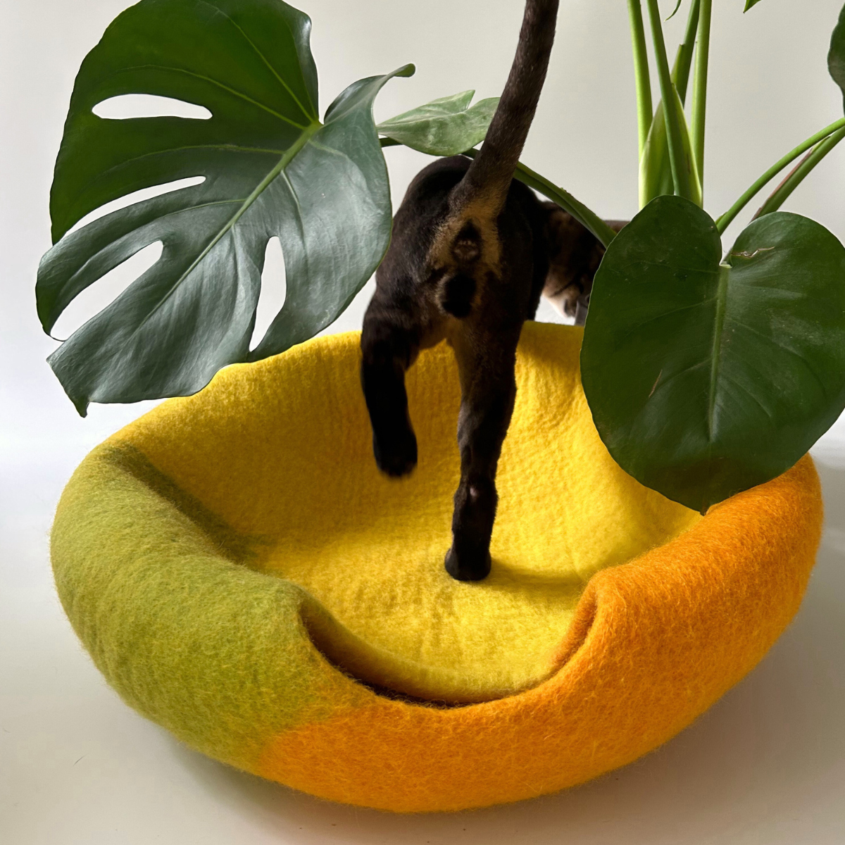 Amalfi Lemon - Wool Felt Cat Cave